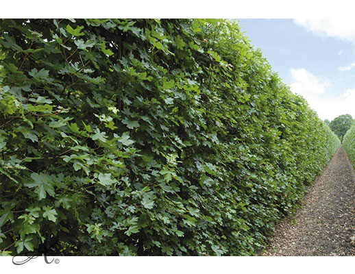  Acer Campestre 200 cm - hedge plants from Dutch nurseries 