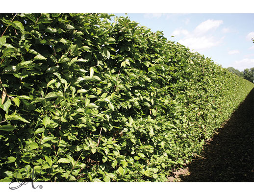 Cornus mas 200 cm - hedge plants from Dutch nurseries