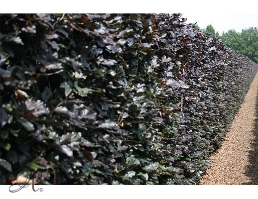 Fagus Syvatica Atropunicea 200 cm - hedge plants from Dutch nurseries