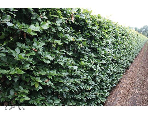 Fagus Syvatica Atropunicea 200 cm - hedge plants from the Netherlands