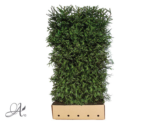 Picea Abies – hedge plants from Dutch nurseries