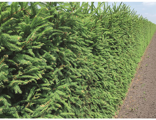 Picea Abies 200 cm – hedge plants from Dutch nurseries