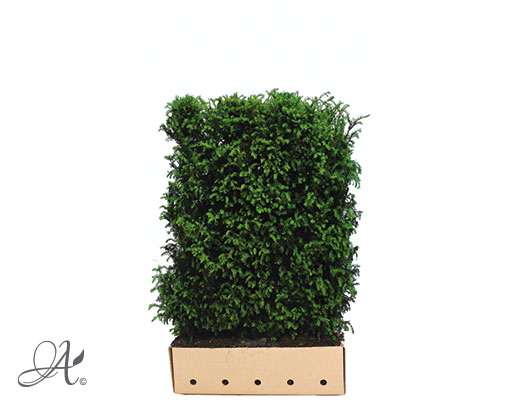 Taxus Baccata – hedge plants from Dutch nurseries