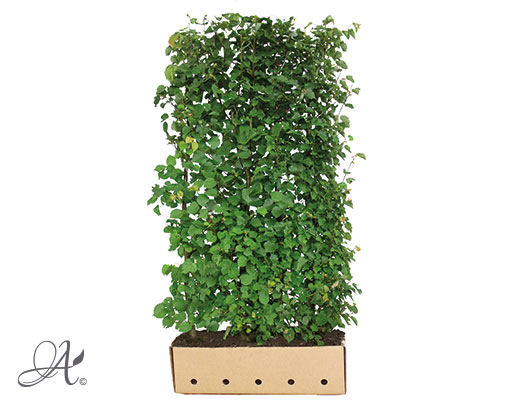 Tilia Cordata – hedge plants from Dutch nurseries