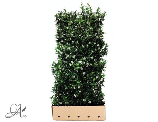 Trachelospermum Jasminoides – hedge plants from Dutch nurseries