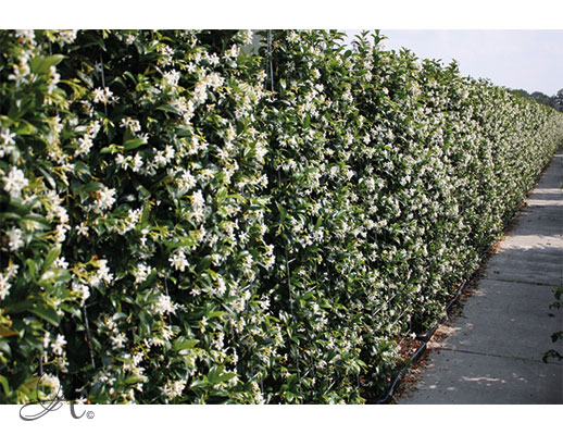 Trachelospermum Jasminoides 180 cm – hedge plants from Dutch nurseries 
