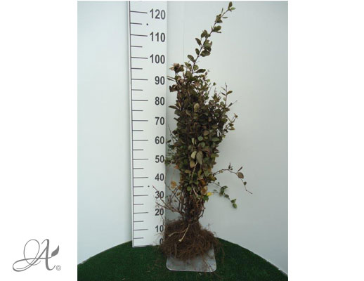 Berberis Vulgaris - bare root shrubs from Dutch nurseries