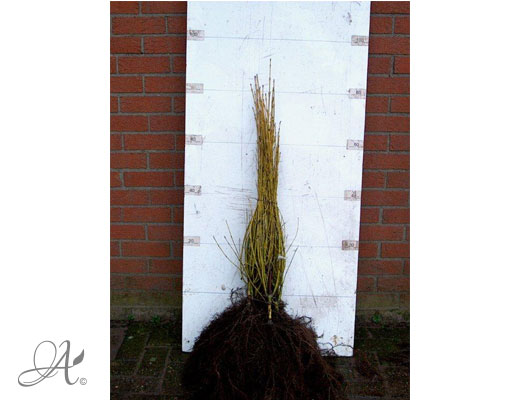 Cornus Stolonifera Flaviramaea - bare root shrubs from Dutch nurseries