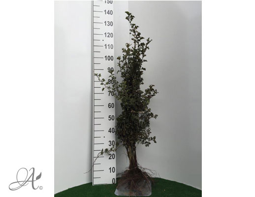 Crataegus Monogyna - bare root shrubs from Dutch nurseries