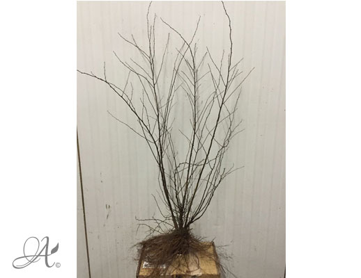 Spiraea Vanhouttei - bare root shrubs from Dutch nurseries