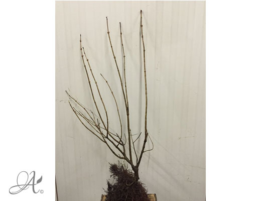 Viburnum Opulus Roseum - bare root shrubs from Dutch nurseries