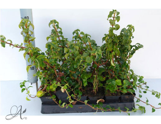 Hydrangea Anomala Petiolaris - P9 shrubs from Dutch nurseries