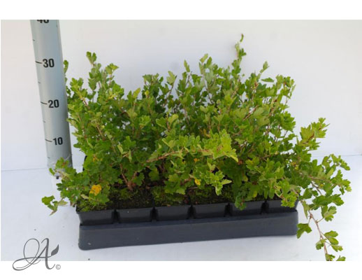 Ribes uva-crispa Hinnonmaki Red - P9 shrubs from Dutch nurseries