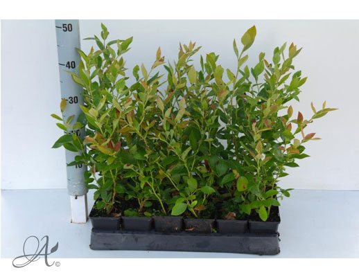 Vaccinium Corymbosum Goldtraube - P9 shrubs from Dutch nurseries
