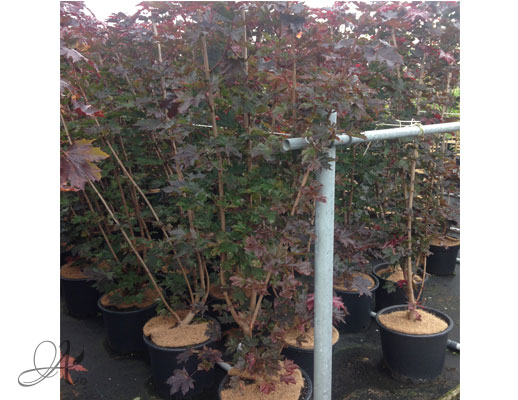 Acer Platanoides Crimson Centry - shrubs in containers from Dutch nurseries