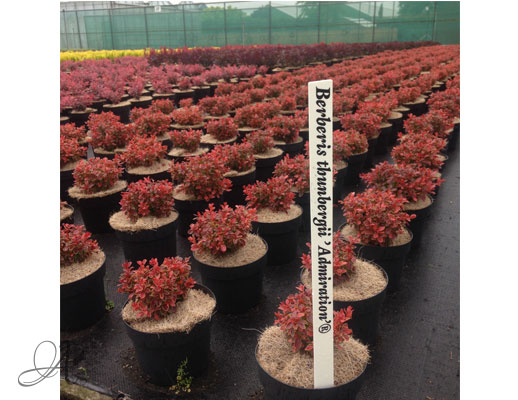 Berberis Thunbergii Admiration C3 standard - shrubs in containers from Dutch nurseries