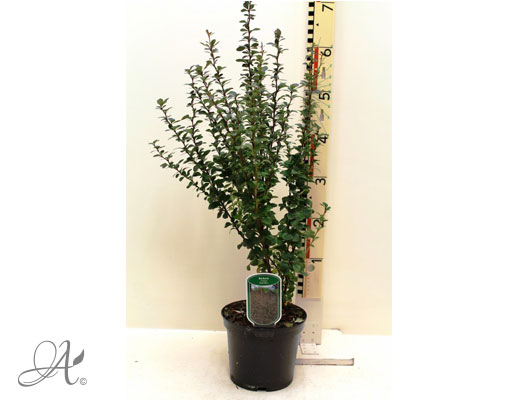 Berberis Thunbergii Red Pillar C2 standard - shrubs in containers from Dutch nurseries