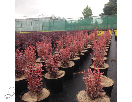 Berberis Thunbergii Rosy Rocket C3 standard - shrubs in containers from Dutch nurseries