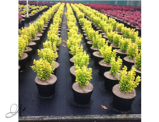 Berberis Thunbergii Tiny Gold C3 standard - shrubs in containers from Dutch nurseries