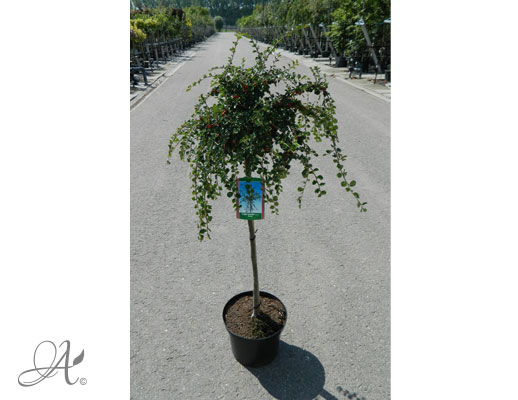Cotoneaster Nummularius Boer C10 standard - shrubs in containers from Dutch nurseries
