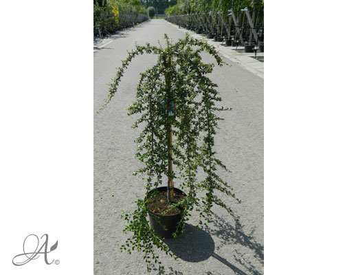 Cotoneaster Salicifolius Coral Beauty C10 standard - shrubs in containers from Dutch nurseries