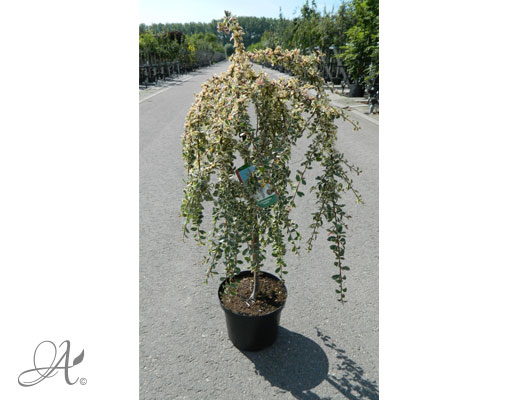 Cotoneaster Salicifolius Juliette C10 standard - shrubs in containers from Dutch nurseries