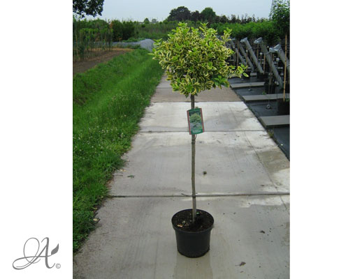 Euonymus Fortunei Canadale Gold C10 standard - shrubs in containers from Dutch nurseries