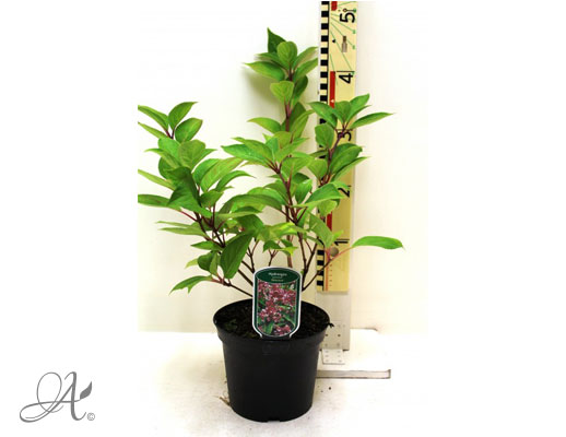 Hydrangea Paniculata Dharuma C3 standard - shrubs in containers from Dutch nurseries
