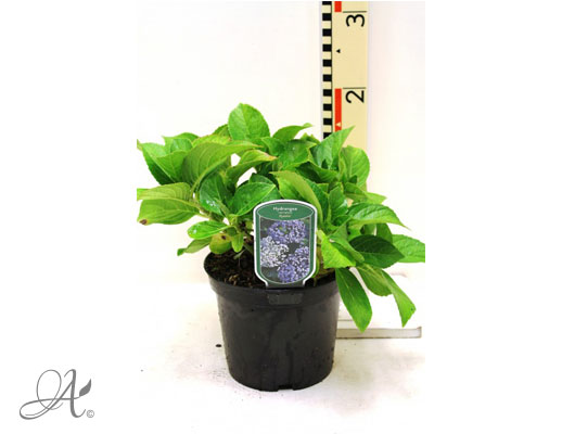 Hydrangea Macrophylla Ayasha C3 standard - shrubs in containers from Dutch nurseries