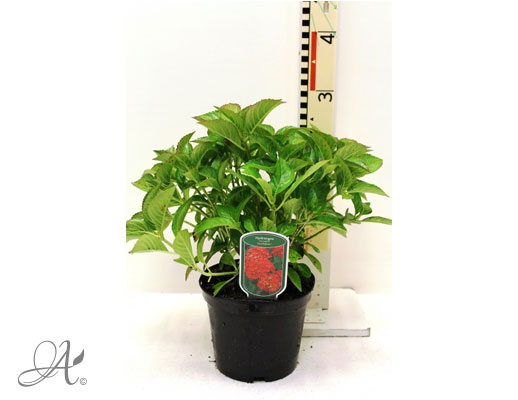 Hydrangea Macrophylla Leuchtfeuer C3 standard - shrubs in containers from Dutch nurseries