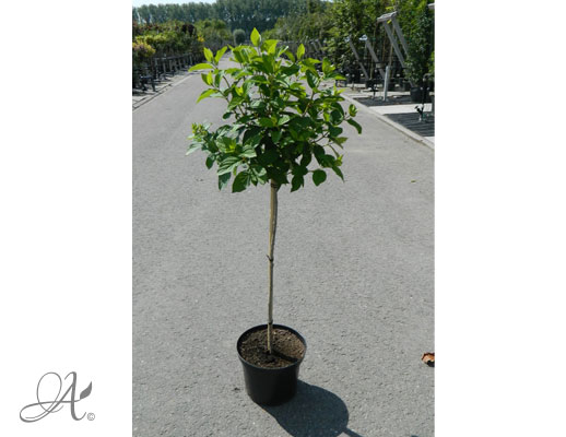 Hydrangea Paniculata Vanille Fraise C10 standard - shrubs in containers from Dutch nurseries