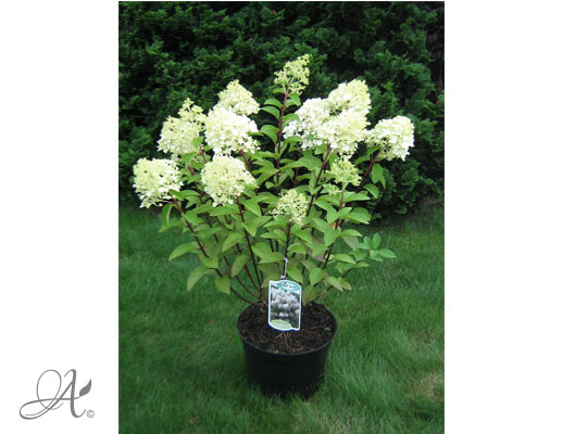 Hydrangea Paniculata Bobo C10 standard - shrubs in containers from Dutch nurseries