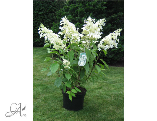 Hydrangea Paniculata Brussels Lace C10 standard - shrubs in containers from Dutch nurseries