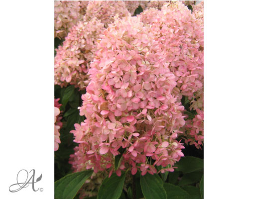 Hydrangea Paniculata Candle - shrubs in containers from Dutch nurseries