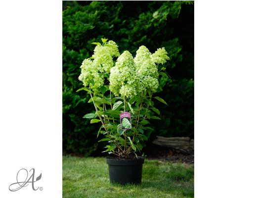 Hydrangea Paniculata Limelight C7.5 standard - shrubs in containers from Dutch nurseries