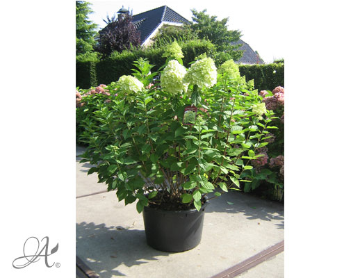 Hydrangea Paniculata Limelight C50 standard - shrubs in containers from Dutch nurseries