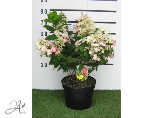 Hydrangea Paniculata Magical Fire C12 standard - shrubs in containers from Dutch nurseries