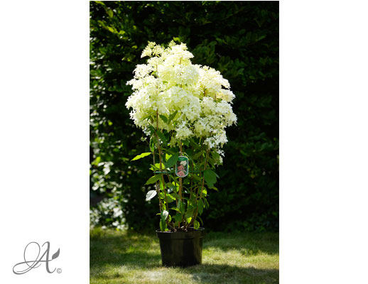 Hydrangea Paniculata Phantom C10 standard - shrubs in containers from Dutch nurseries