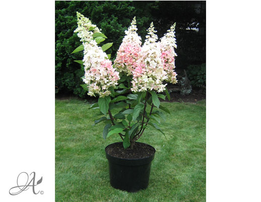 Hydrangea Paniculata Pinky Winky C10 standard - shrubs in containers from Dutch nurseries