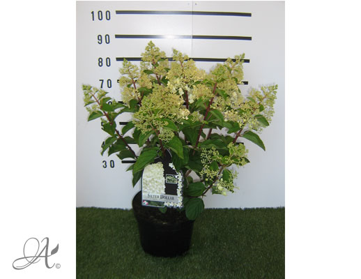 Hydrangea Paniculata Silver Dollar C12 standard - shrubs in containers from Dutch nurseries