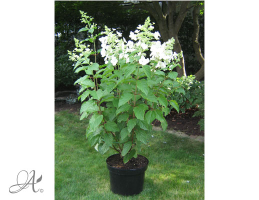 Hydrangea Paniculata White Lady C10 standard - shrubs in containers from Dutch nurseries