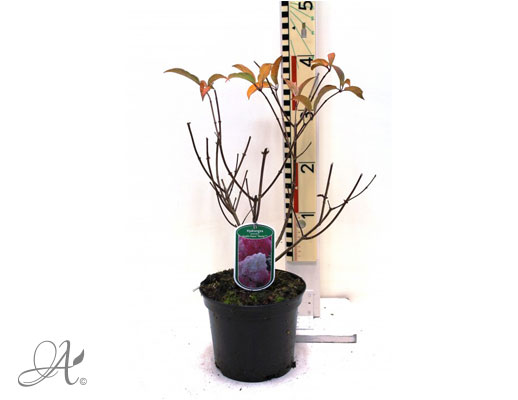 Hydrangea Paniculata Vanille Fraise C3 standard - shrubs in containers from Dutch nurseries