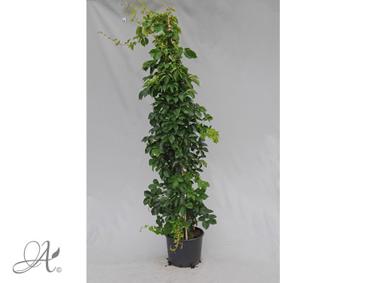 Parthenocissus Quinquefolia Engelmannii C20 standard - shrubs in containers from Dutch nurseries