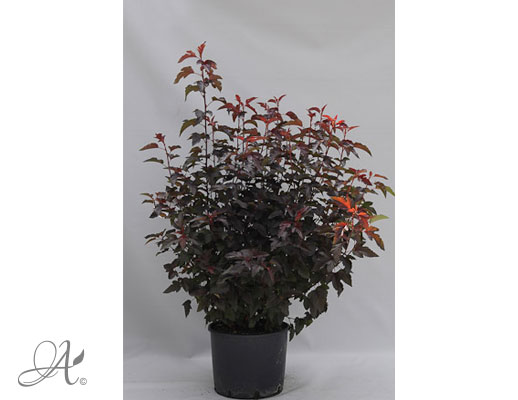 Physocarpus Opulifolius Lady in Red C20 standard - shrubs in containers from Dutch nurseries