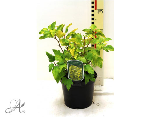 Physocarpus Opulifolius Dart's Gold C3 standard - shrubs in containers from Dutch nurseries