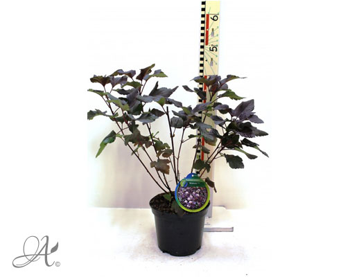 Physocarpus Opulifolius Diabolo C3 standard - shrubs in containers from Dutch nurseries