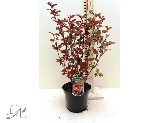 Physocarpus Opulifolius Lady in Red C3 standard - shrubs in containers from Dutch nurseries