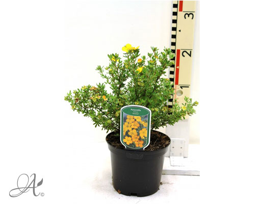 Potentilla Fruticosa Annette C2 standard - shrubs in containers from Dutch nurseries