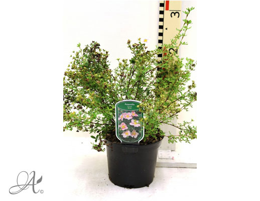 Potentilla Fruticosa Blink C2 standard - shrubs in containers from Dutch nurseries