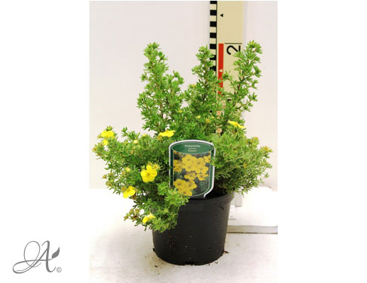 Potentilla Fruticosa Kobold C2 standard - shrubs in containers from Dutch nurseries